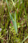 Saltmarsh morning-glory